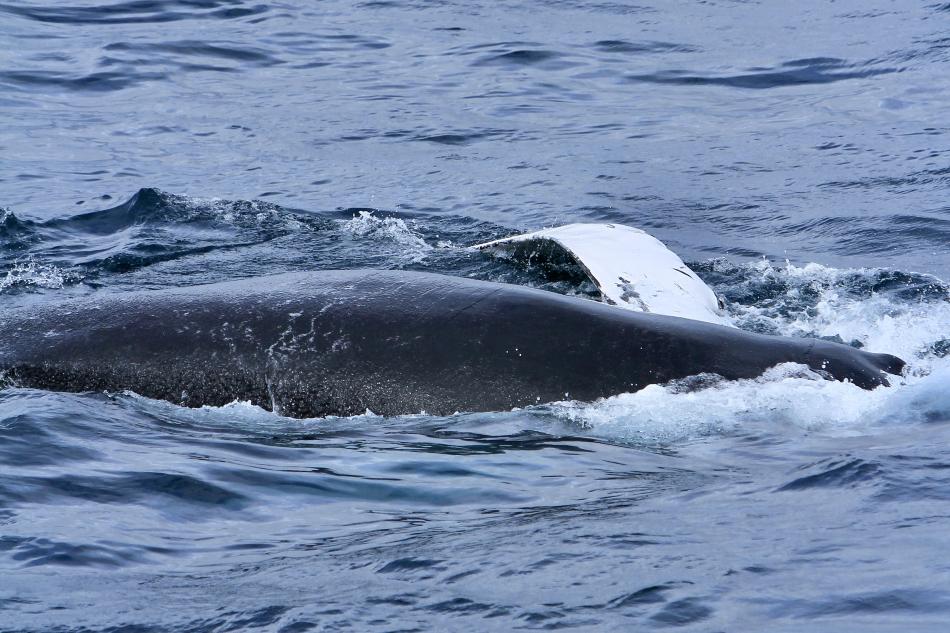 humpback whale rolling