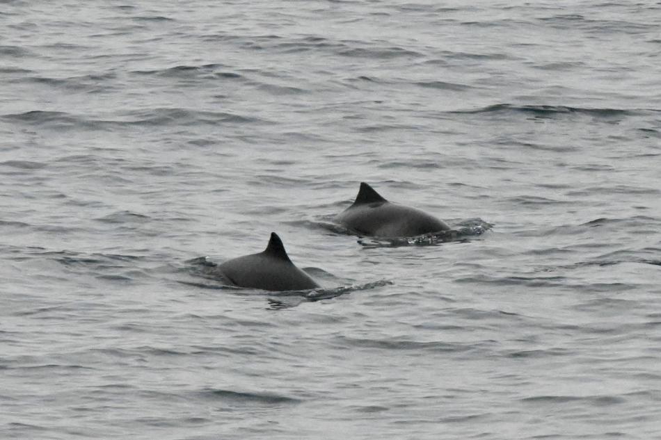 harbour porpoises