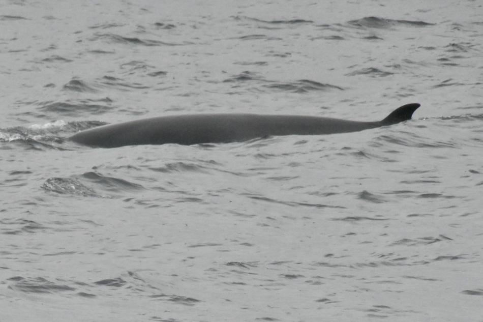 minke whale