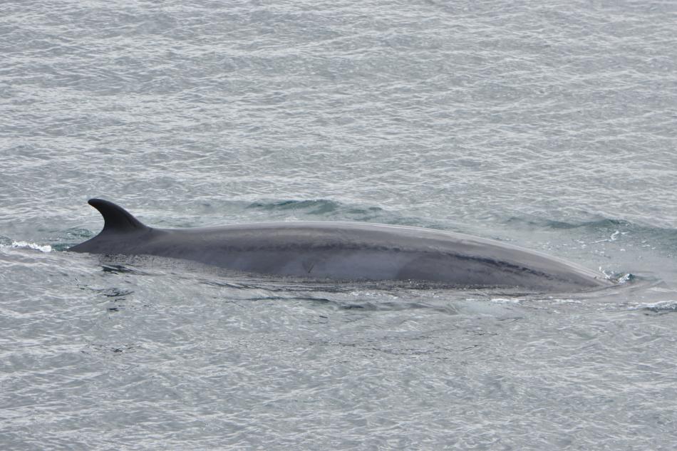minke whale