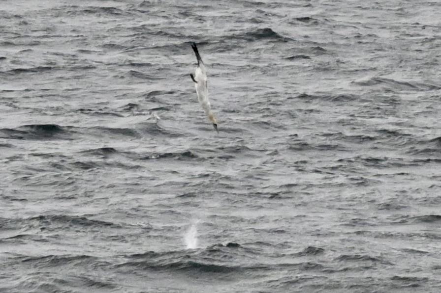 diving northern gannet and blow from a whale