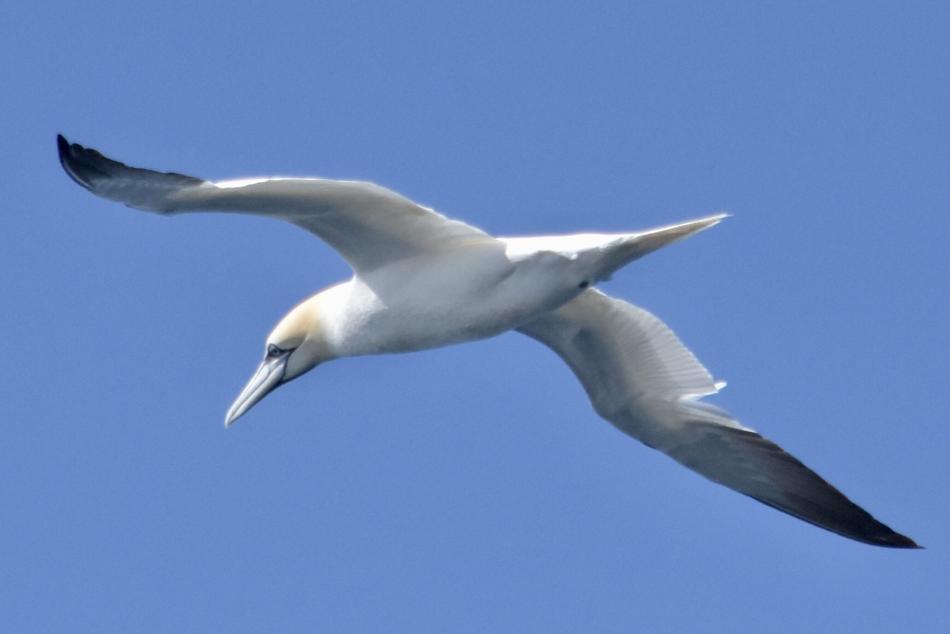 northern gannet