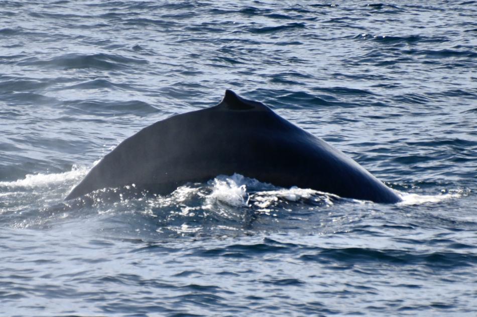 humpback whale dorsal fin
