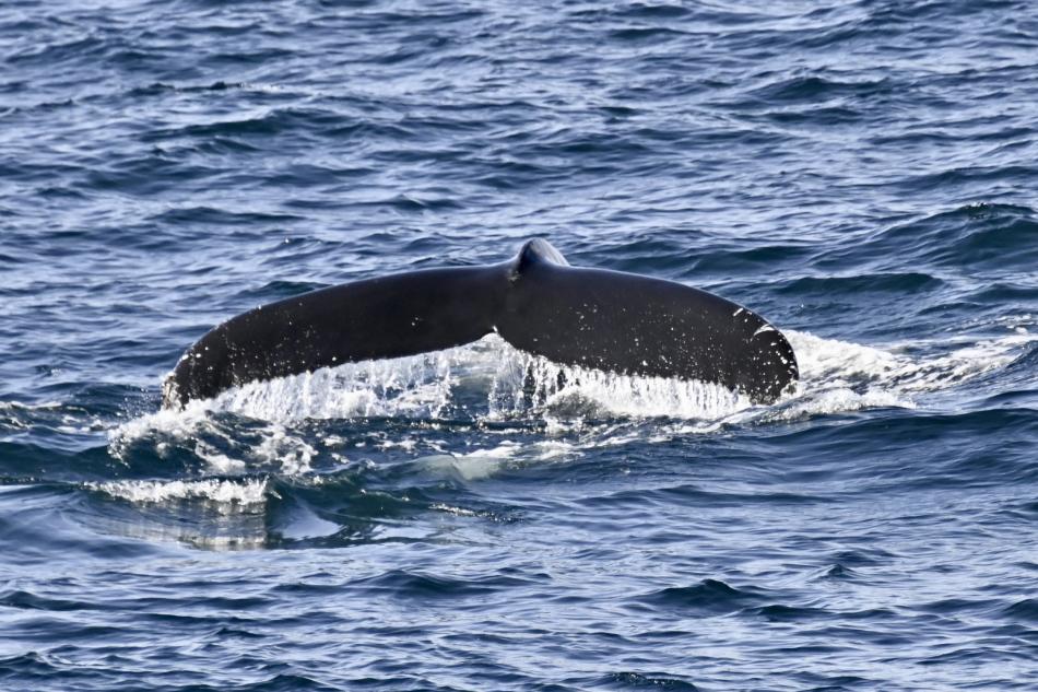 humpback whale fluke