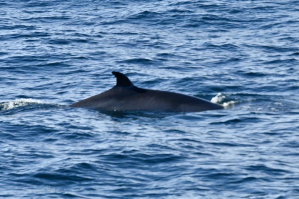 minke whale