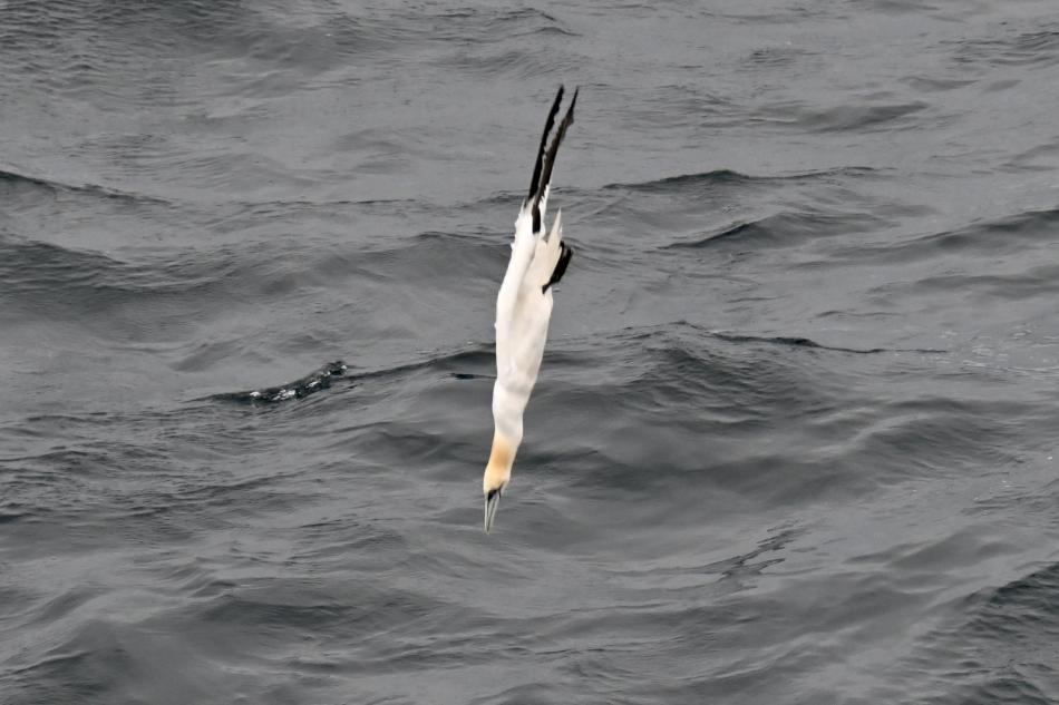 northern gannet