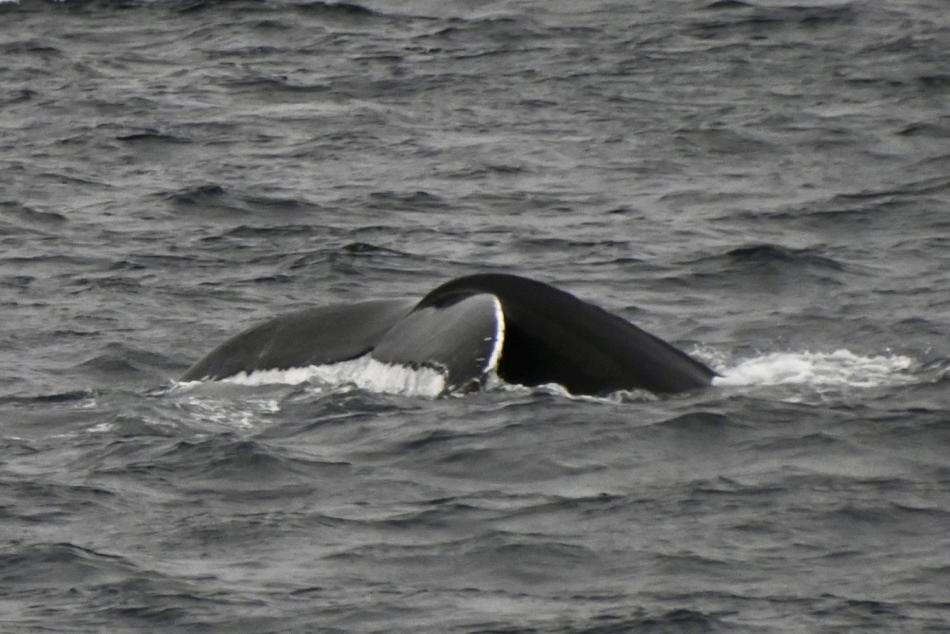 humpback whale fluke