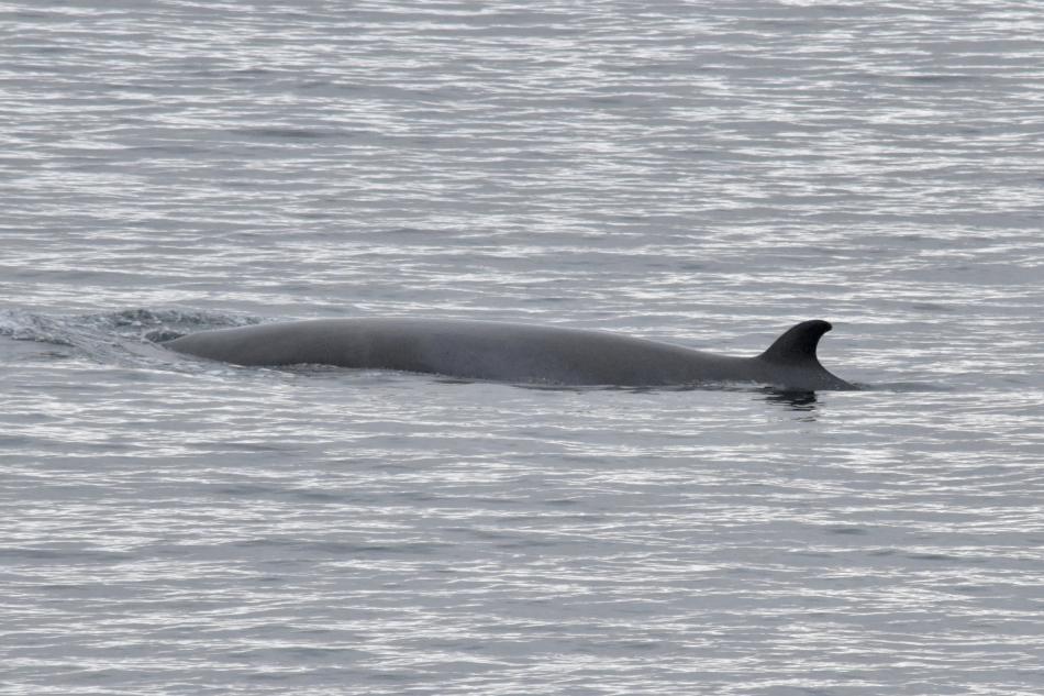 minke whale