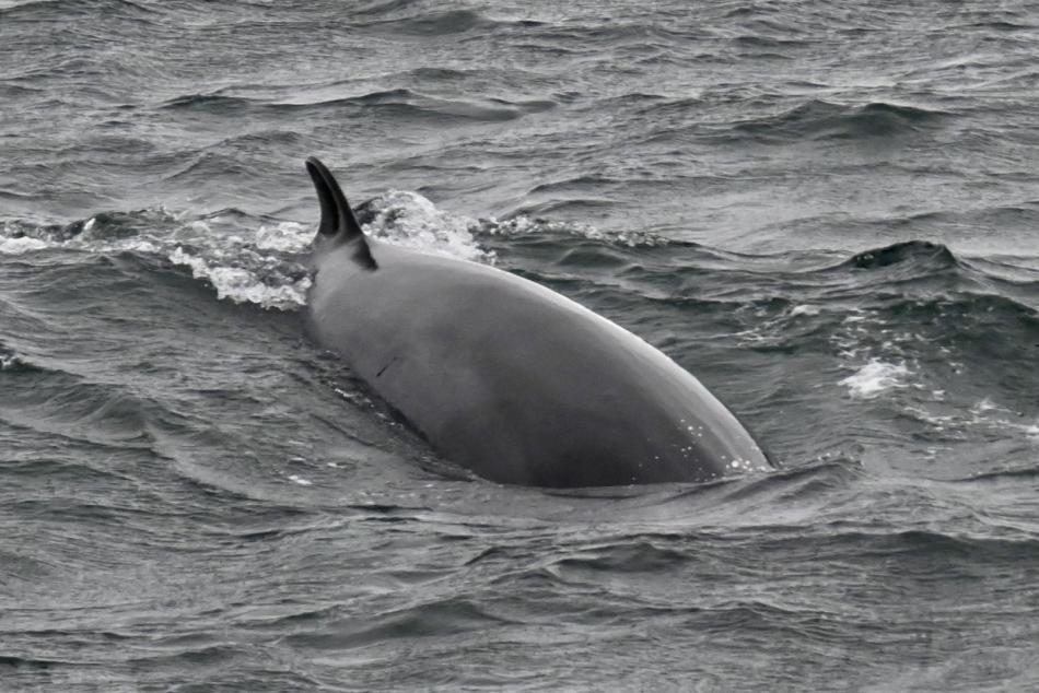minke whale