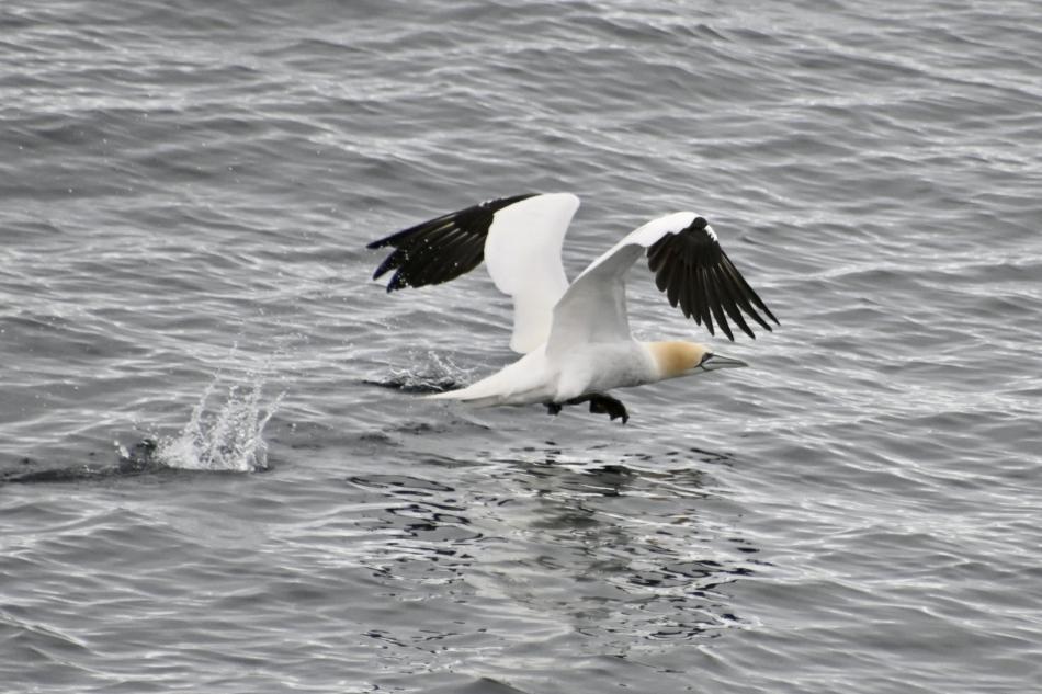 northern gannet