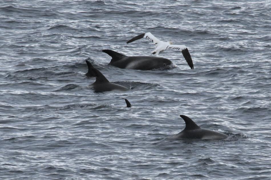 white beaked dolphins and a northern gannet
