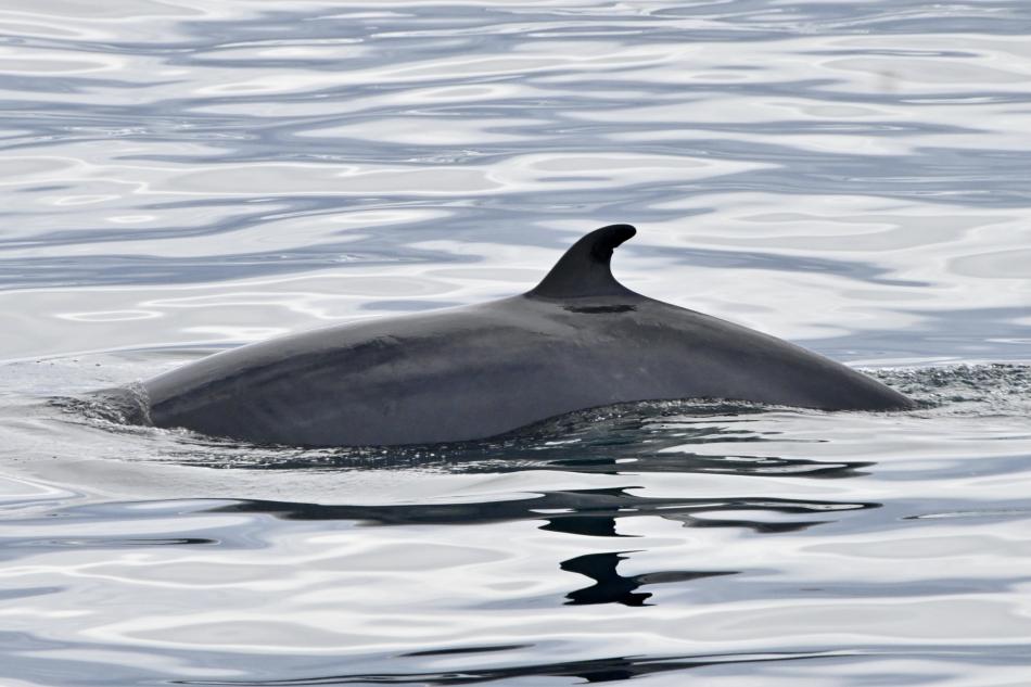 minke whale dorsal fin