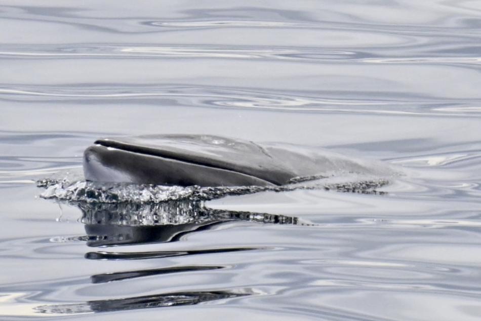 minke whale snout