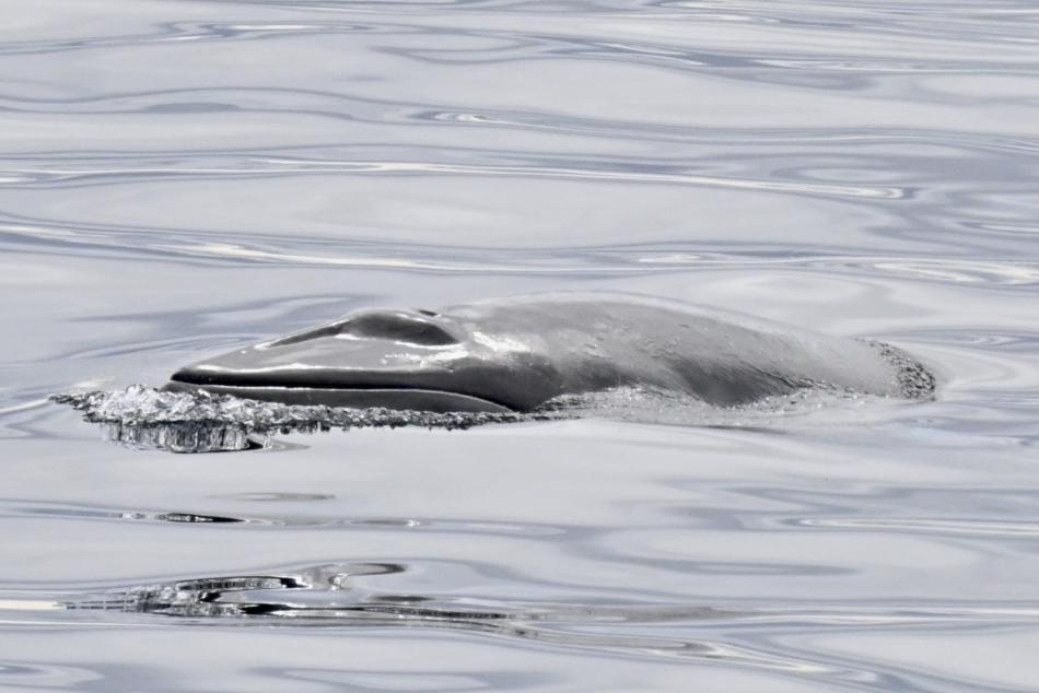 minke whale snout and blowhole