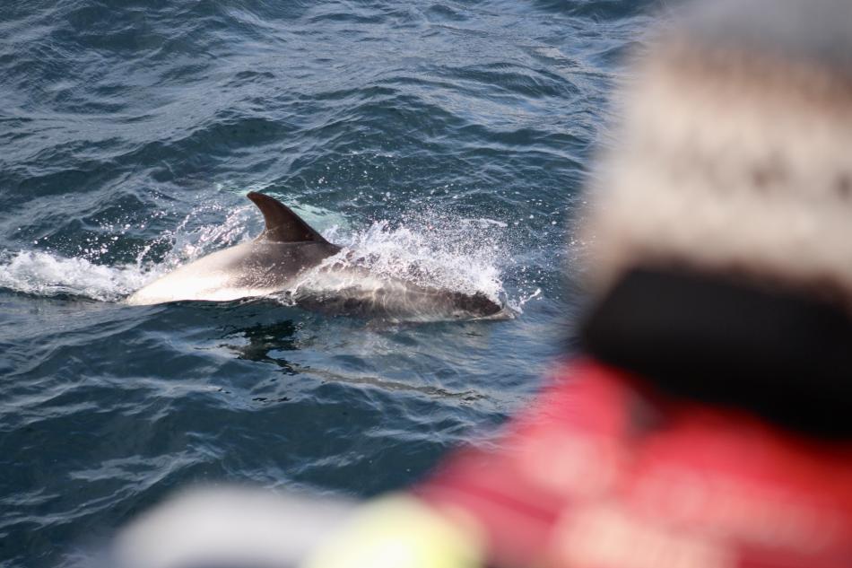 white-beaked dolphin and passenger