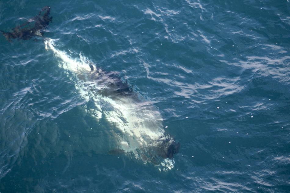 white-beaked dolphin swimming under the surface