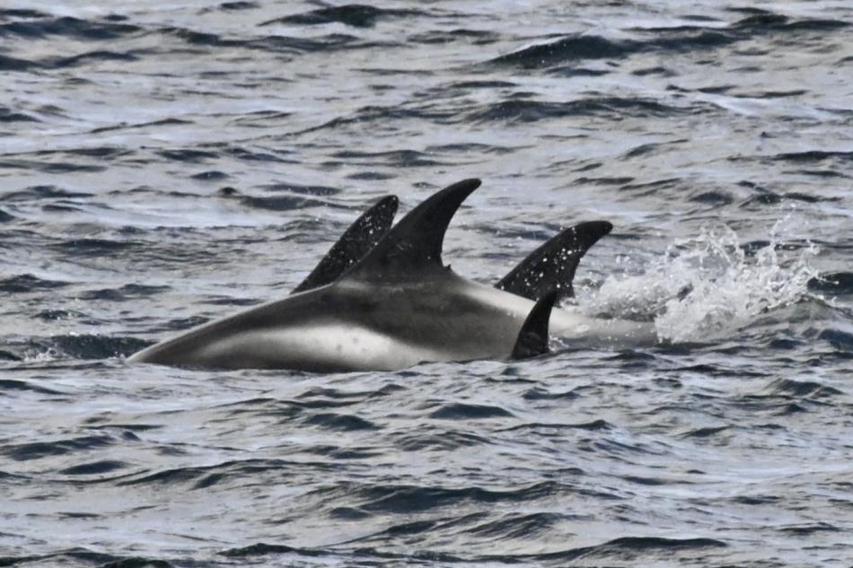white-beaked dolphins