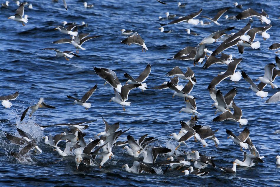 seabirds feasting