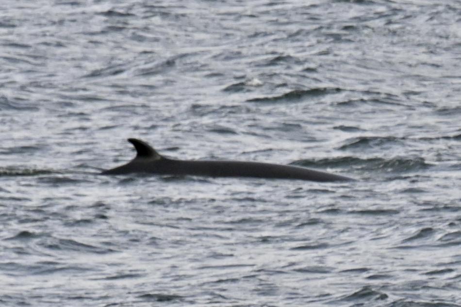 minke whale dorsal fin