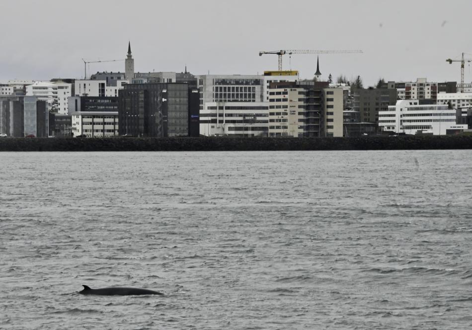 Minke whale close to land in Reykjavík.