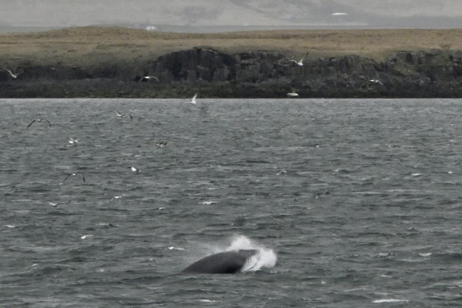 lunge feeding minke whale