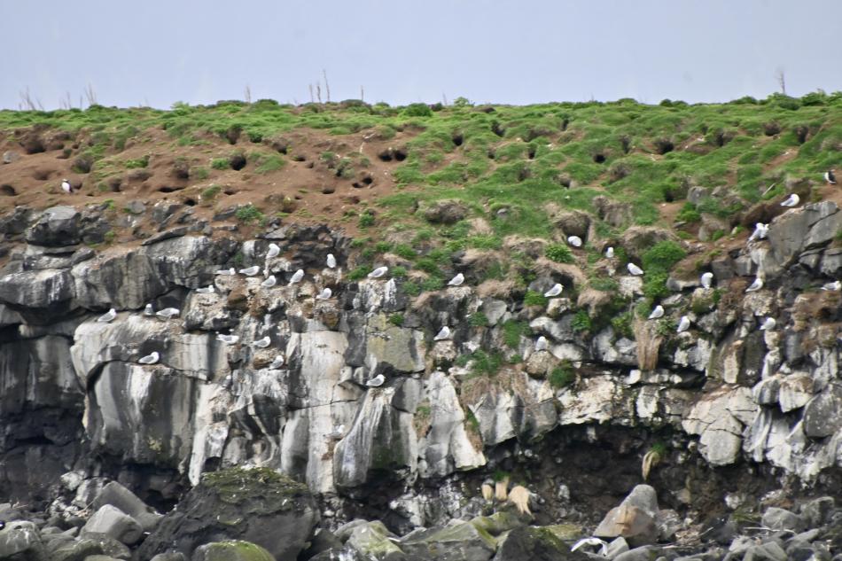 seabirds on a cliff