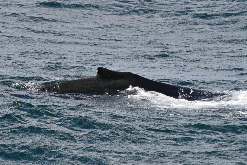 humpback whale