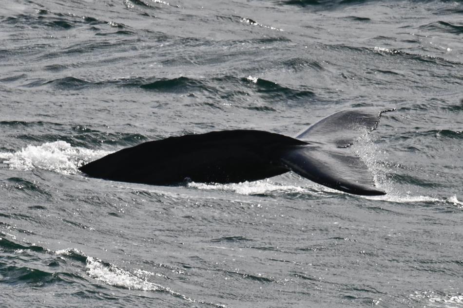 humpback whale fluke
