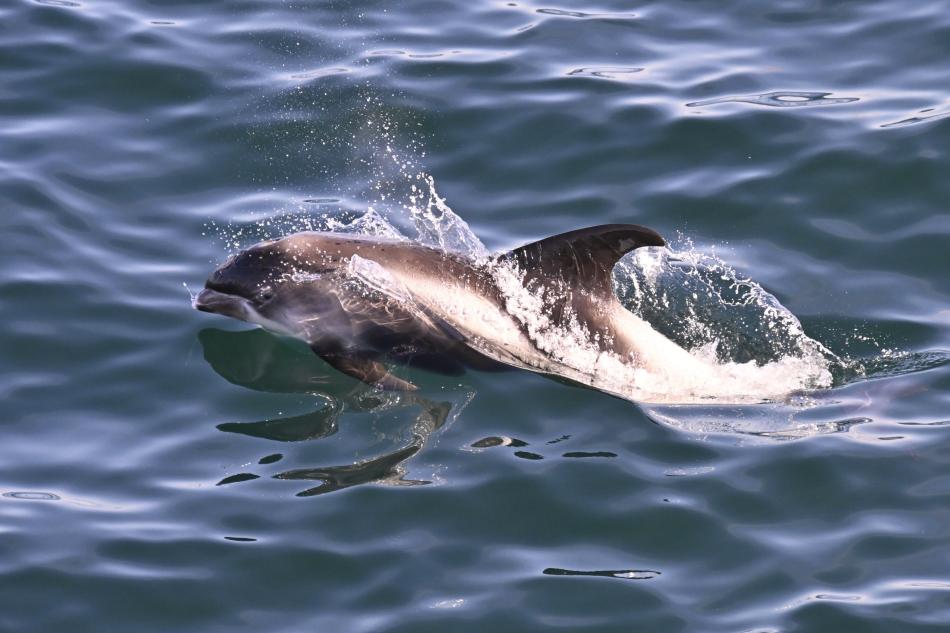 white-beaked dolphin