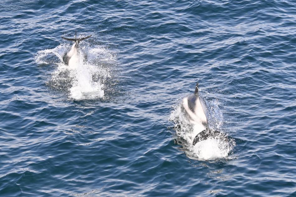 white-beaked dolphins