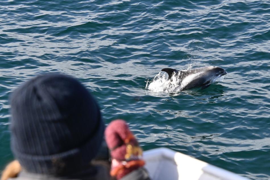 white-beaked dolphin and passenger