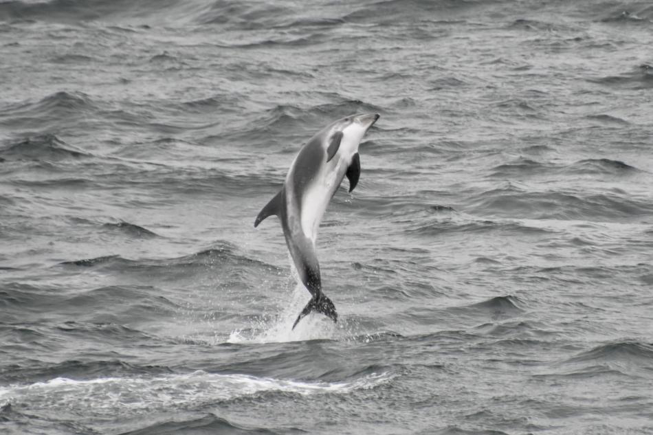 white-beaked dolphin jumping