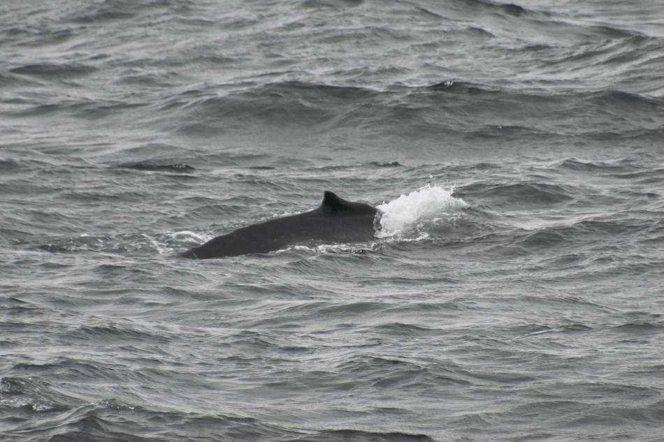 humpback whale