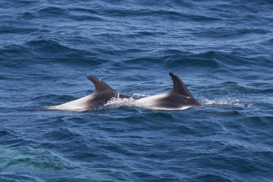 white-beaked dolphins