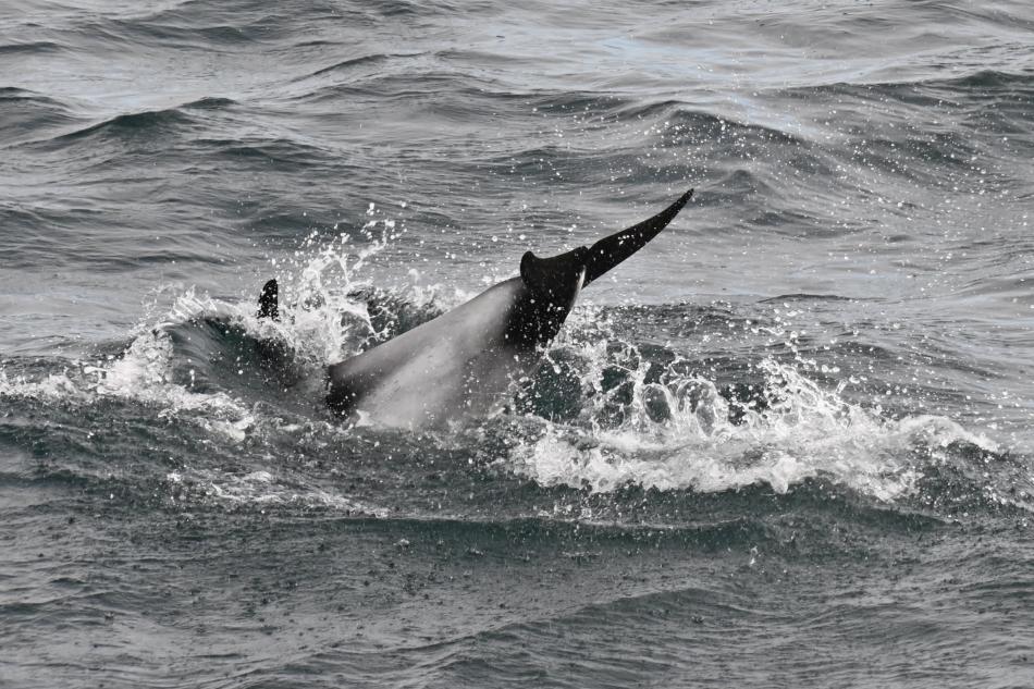 white-beaked dolphin