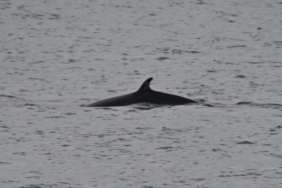 minke whale
