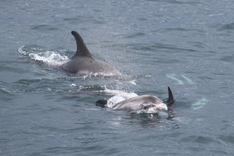 white-beaked dolphins