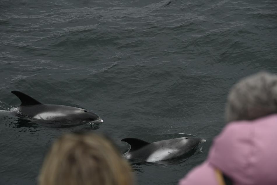 white-beaked dolphins and passengers watching