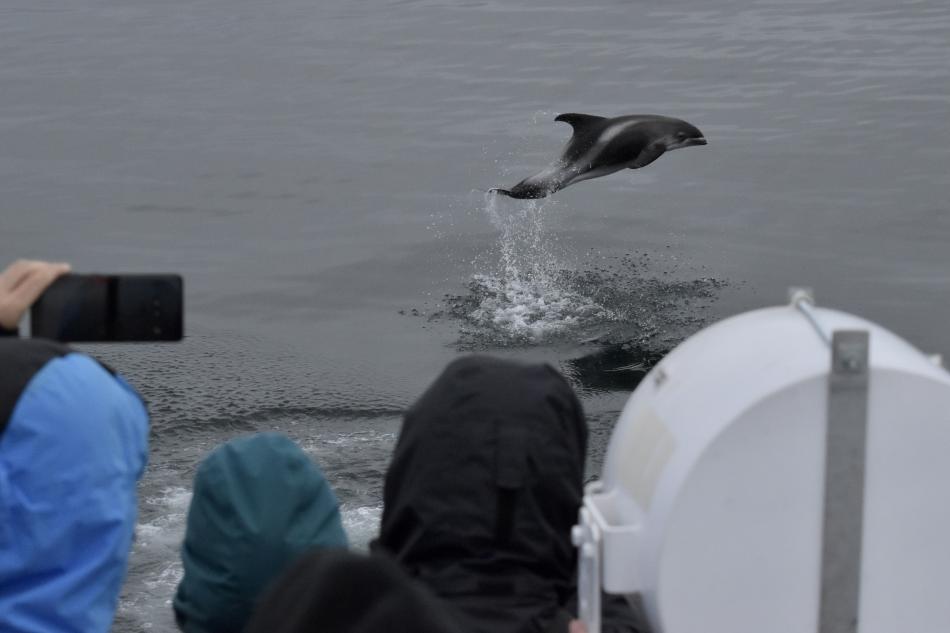 white-beaked dolphin and passengers