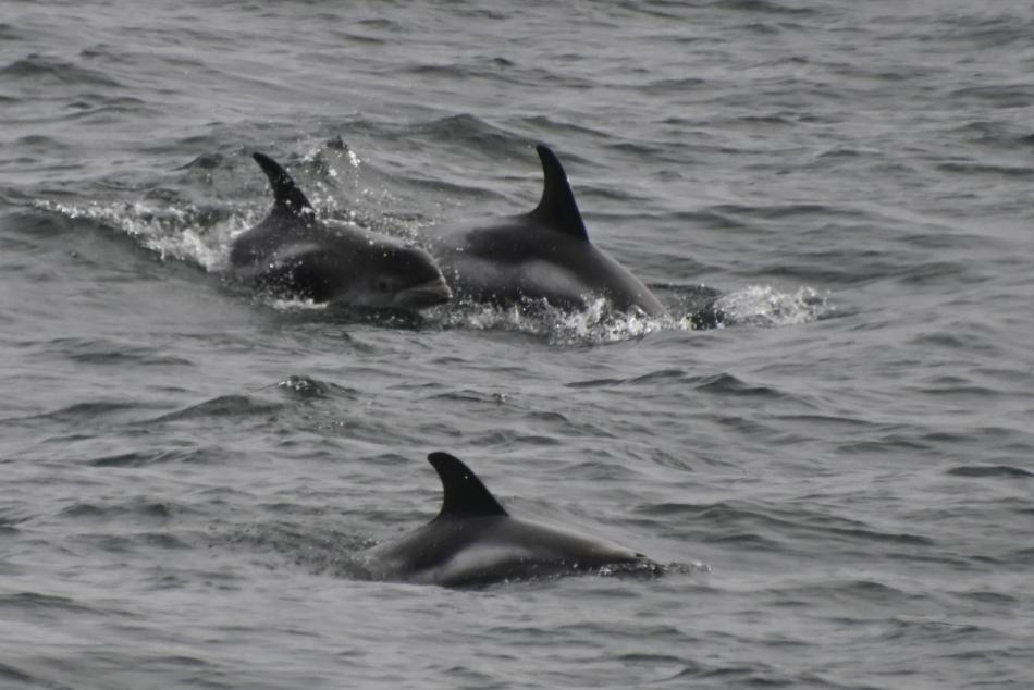 white-beaked dolphins