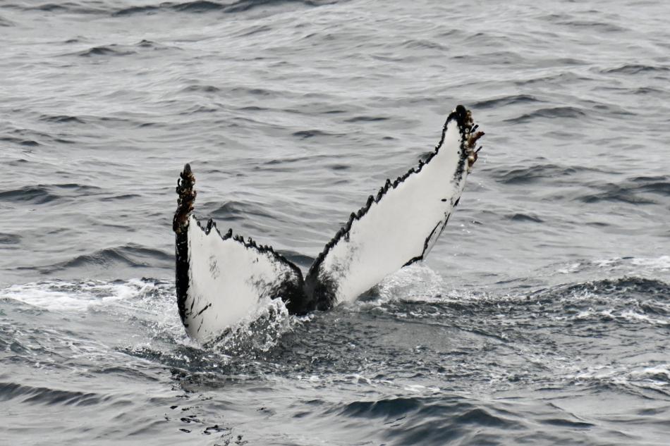 humpback whale fluke