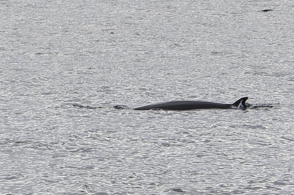 minke whale