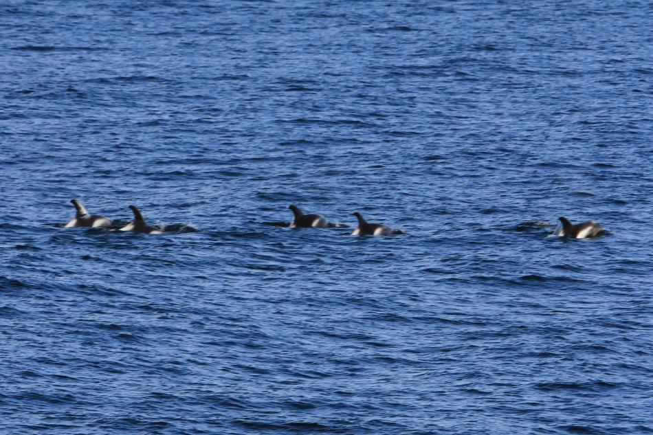 a pod of white-beaked dolphins