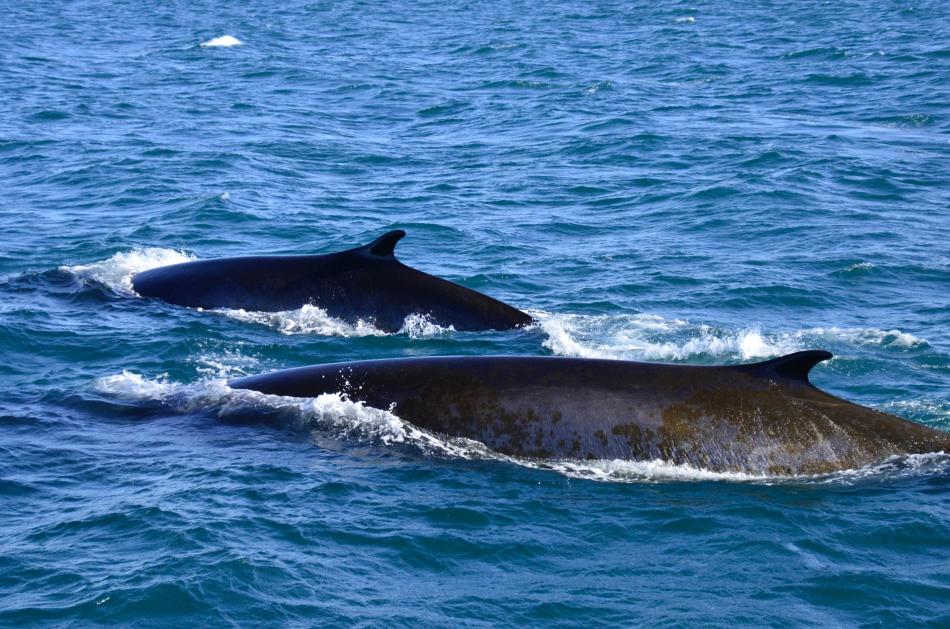 fin whales