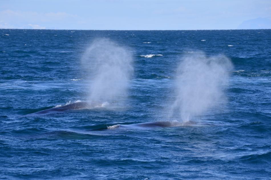 fin whales