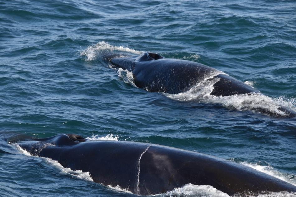 fin whales