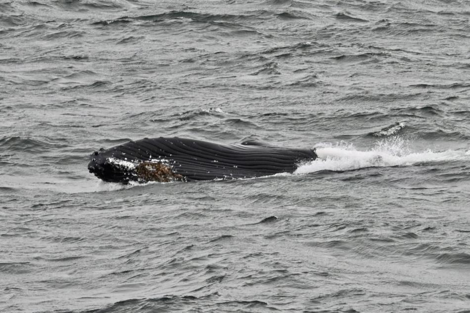 humpback whale rostrum
