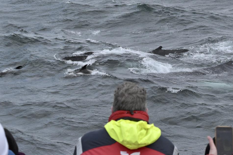 humpback whale, dolphins and passengers