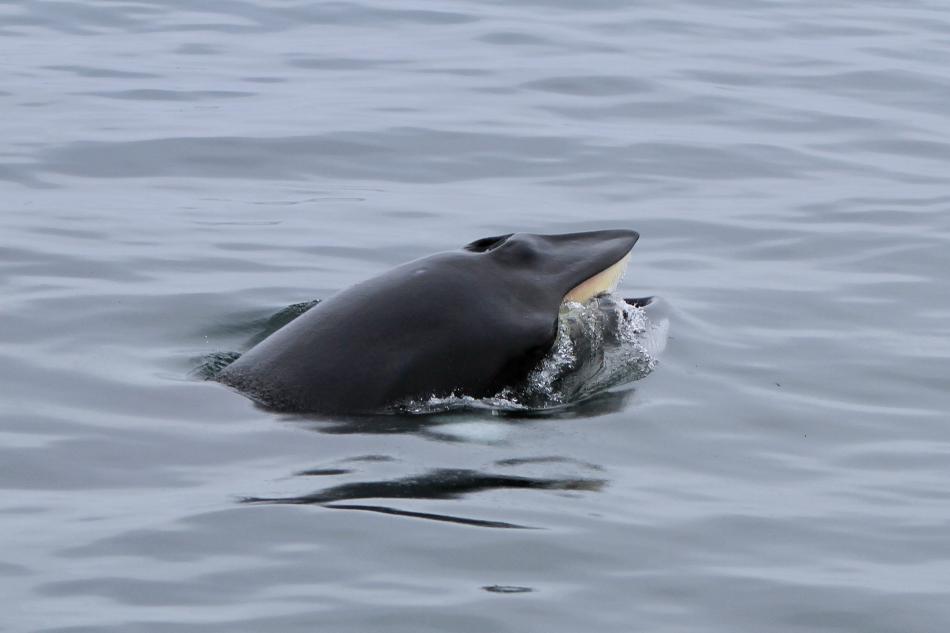 minke whale lunge feeding