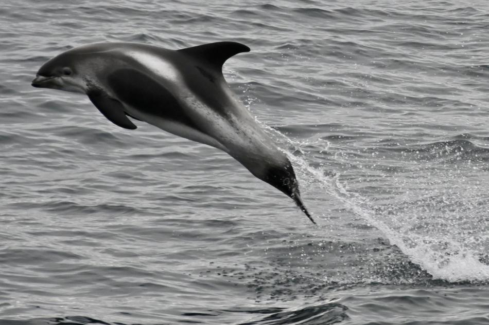 white-beaked dolphin